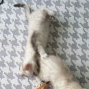 나비캐터리 이미지