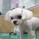 간지나 개 이미지