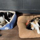 카페마카 이미지