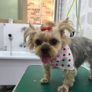 쁘띠멍멍 이미지