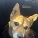 꽃길걷개 이미지