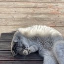 제주애락 이미지