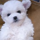 모던켄넬 이미지