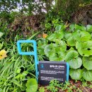 위미동백군락 이미지