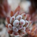 블루빈스 이미지