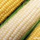 옷수수 수염차효능 이미지