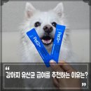 강아지 유산균 급여를 추천하는 이유는? 펫세븐 장케어 애견유산균 급여했더니
