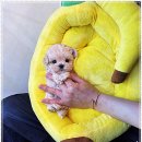 퍼피로그 강아지분양 진주점 | 창원강아지분양 퍼피로그 예약 후기 남겨요 친절하고 고급스러운 강아지 분양샵