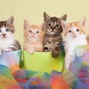 왕기초중국어 이미지