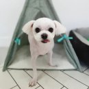 포시랍개 이미지