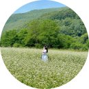 맹개마을 | 국내여행추천 안동 맹개마을 경북 숨은여행지 메밀꽃