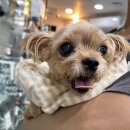 장안문지구대 | 야간진료 가능한 동물병원, 수원 본동물의료센터 (꼬비 진료후기)