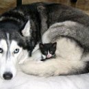 야옹이와 멍멍이 이미지