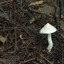 하얀버섯 이미지