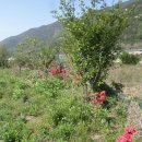 회성동133 이미지