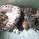 간지나 개 이미지