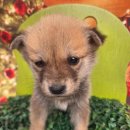 남평읍행정복지센터 | 전남 나주 믹스견, 나주 믹스견, 남평읍 행정복지센터에서…구조된 40일 아가! 애처로운 눈빛새 가족...