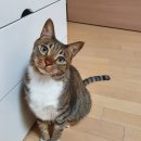 태일동물치과병원 이미지