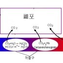 이산화탄소 ( CO2) -문닫고 살면 2시간만에 CO2 3배로 증가 이미지