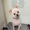 민 동물병원(동물미용) 이미지