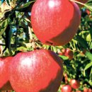 영농조합법인고운 이미지