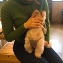복자여자중학교 | 천안애견카페 포포즈!!