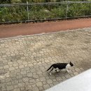 댕스얼랏 이미지