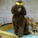 마이 펫 살롱 이미지