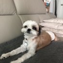 유성튼튼동물병원 이미지