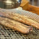 숲속장어 이미지