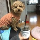 개똥이와냐옹이 이미지