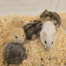 골든햄스터분양 탬펫 강남점 이미지