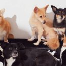 (주)정수사료 이미지