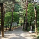 금강송 생태경영림 이미지