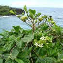 노니 noni Morinda citrifolia 해파극(海巴戟)ㆍ파극천(巴戟天) 이미지