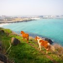 함덕등대 이미지