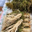 금산인삼 이미지