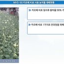 미르팜