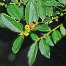 만두나무 이미지