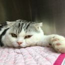 어니스트 동물병원 이미지