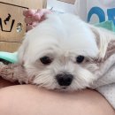 평촌나무동물병원 이미지