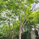 엘리스헤어?? | 수원 영통 엘리스스튜디오 엘리스뷰티샵 늘상뷰티 브로우 컨설팅 그라데이션 눈썹 솔직 후기