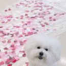 곰이네유치원 네이버블로그