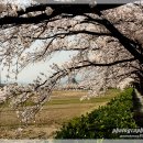 강릉 경포대 와 경포호 벚꽃 이미지