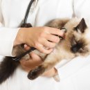 애니케어동물병원 이미지