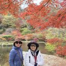 내장산 단풍여행 이미지