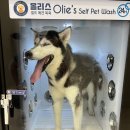 올리스 펫 호텔 이미지