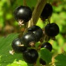 블랙커런트 (Blackcurrant) 이미지