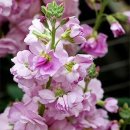 비단향꽃무 이미지