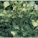 청정미나리영농조합 이미지